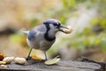Blue jay with his lunch, a peanut in his beak.