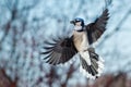 Blue Jay - Cyanocitta cristata Royalty Free Stock Photo