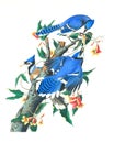 Blue Jay illustration Royalty Free Stock Photo