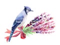 Blue jay isolated on a white background. Royalty Free Stock Photo