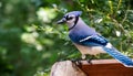 Blue Jay in its natural environment , generated by AI Royalty Free Stock Photo