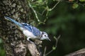 Blue Jay Leans Forward on Apple Tree Branch Royalty Free Stock Photo