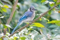 Blue jay near the Minnesota River in the Minnesota Valley National Wildlife Refuge