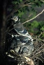 Blue Jay Nestlings and Parent