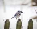 Blue Jay