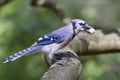 Blue jay with a nut. Royalty Free Stock Photo