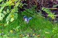 Blue Jay Bird Nut 02 Royalty Free Stock Photo