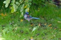 Blue Jay Bird Nut 04 Royalty Free Stock Photo