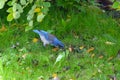 Blue Jay Bird Nut 05 Royalty Free Stock Photo