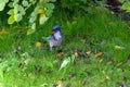 Blue Jay Bird Nut 06 Royalty Free Stock Photo