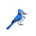 Blue jay is a passerine bird in the family Corvidae. Blue Bird Cartoon flat style character of ornithology, vector Royalty Free Stock Photo