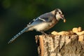 Blue Jay at Peanut Feeder