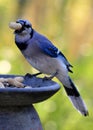 Blue Jay and the Peanut