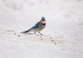 Blue Jay on snow in winter eating peanut Royalty Free Stock Photo