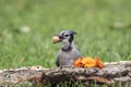 Blue Jay with a peanut in mouth next to marigolds