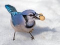 Blue Jay