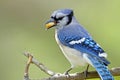 Blue Jay with Peanut