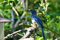 Greybacked Blue Jay Pear Tree 02 Royalty Free Stock Photo
