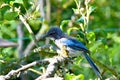 Greybacked Blue Jay Pear Tree 05 Royalty Free Stock Photo