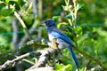 Greybacked Blue Jay Pear Tree 07 Royalty Free Stock Photo