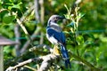 Greybacked Blue Jay Pear Tree 08 Royalty Free Stock Photo