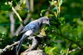 Greybacked Blue Jay Pear Tree 10 Royalty Free Stock Photo