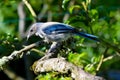 Greybacked Blue Jay Pear Tree 11 Royalty Free Stock Photo