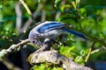Greybacked Blue Jay Pear Tree 12 Royalty Free Stock Photo