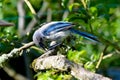 Greybacked Blue Jay Pear Tree 13 Royalty Free Stock Photo