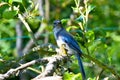 Blue Jay Pear Tree Glance Royalty Free Stock Photo