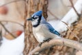 Blue jay perched on an apple tree branch in winter Royalty Free Stock Photo