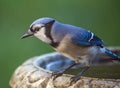 Blue Jay Perched on a Bird Bath Royalty Free Stock Photo