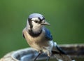 Blue Jay Perched on a Bird Bath Royalty Free Stock Photo