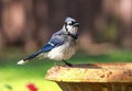 Blue jay perched on a bird bath Royalty Free Stock Photo