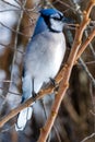 Blue jay perched Royalty Free Stock Photo