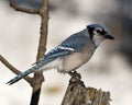 Blue Jay Stock Photo. Blue Jay perched with a blur background in the forest environment and habitat. Image. Picture. Portrait. Royalty Free Stock Photo