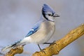 Blue Jay