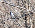 Blue jay perched on branch Royalty Free Stock Photo