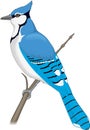 Blue Jay Perched on a Branch Illustration Royalty Free Stock Photo