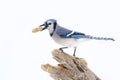 Blue jay on perched on a branch with peanut