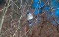 Blue jay perched branch Royalty Free Stock Photo