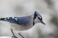 Blue Jay perched on branch in winter during snowfall Royalty Free Stock Photo