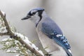 Blue Jay perched on branch in winter during snowfall Royalty Free Stock Photo