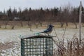 A blue jay perched on a feeder made of wire and eating seeds on a dreary winter day Royalty Free Stock Photo