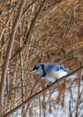 Blue jay perched on limb eating Royalty Free Stock Photo