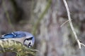 Blue jay on pine branch Royalty Free Stock Photo