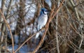 Blue jay perched Royalty Free Stock Photo
