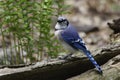 Blue Jay perched on log Royalty Free Stock Photo