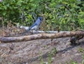 Blue Jay Perched on Log Royalty Free Stock Photo