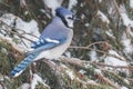 Blue Jay perched in pine tree. Royalty Free Stock Photo